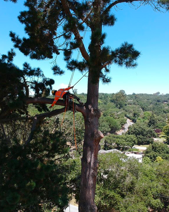 La Sirenita Tree Service hazardous tree