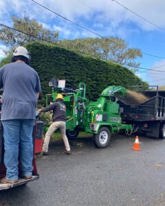 waste management La sirenita tree service - best tree service near me salinas-sacramento California