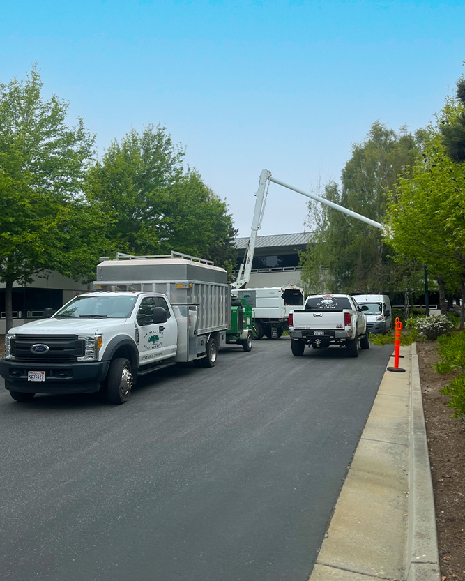 La sirenita tree service equipments 3 - best tree service near me salinas-sacramento california