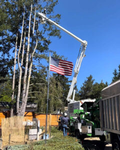 La sirenita tree service team tree Trimming & Prunning- best tree service near me salinas-sacramento california