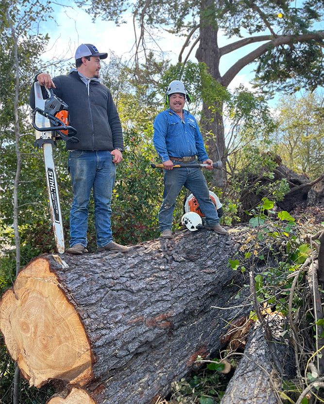 La sirenita tree service team - best tree service salinas sacramento san jose California